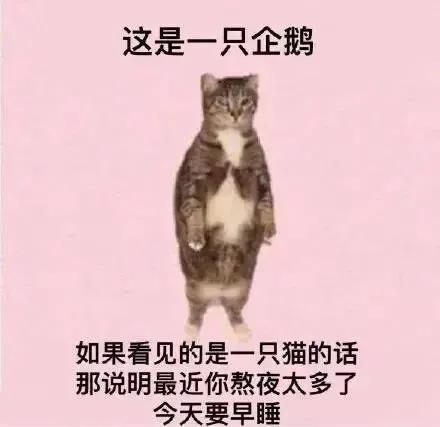 萌宠表情包｜搞笑