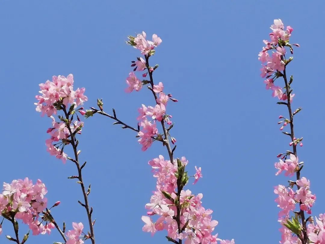 承“蒙”厚爱，繁花与共