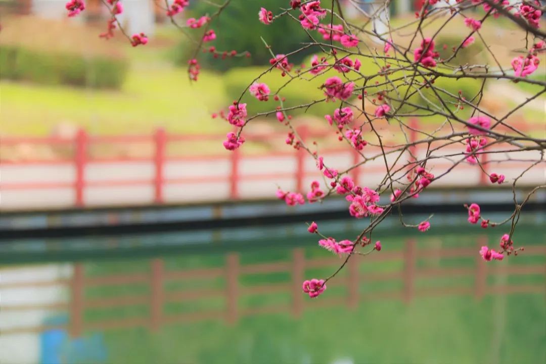 高清大图惊艳曝光！湖北高校“最美校花”比拼，个个颜值“天花板”！