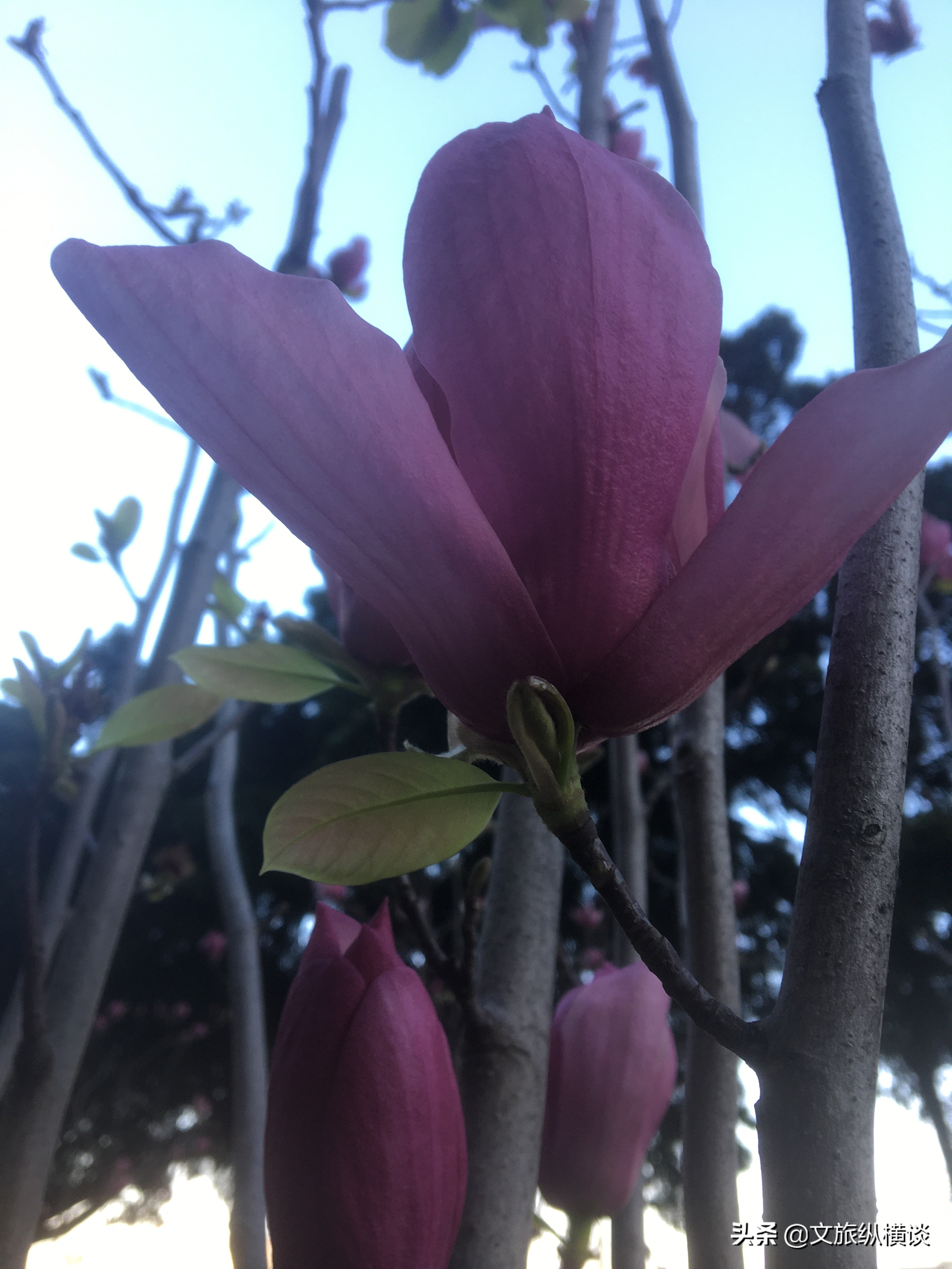 春天里，广州花开叶落，半城花海半城秋