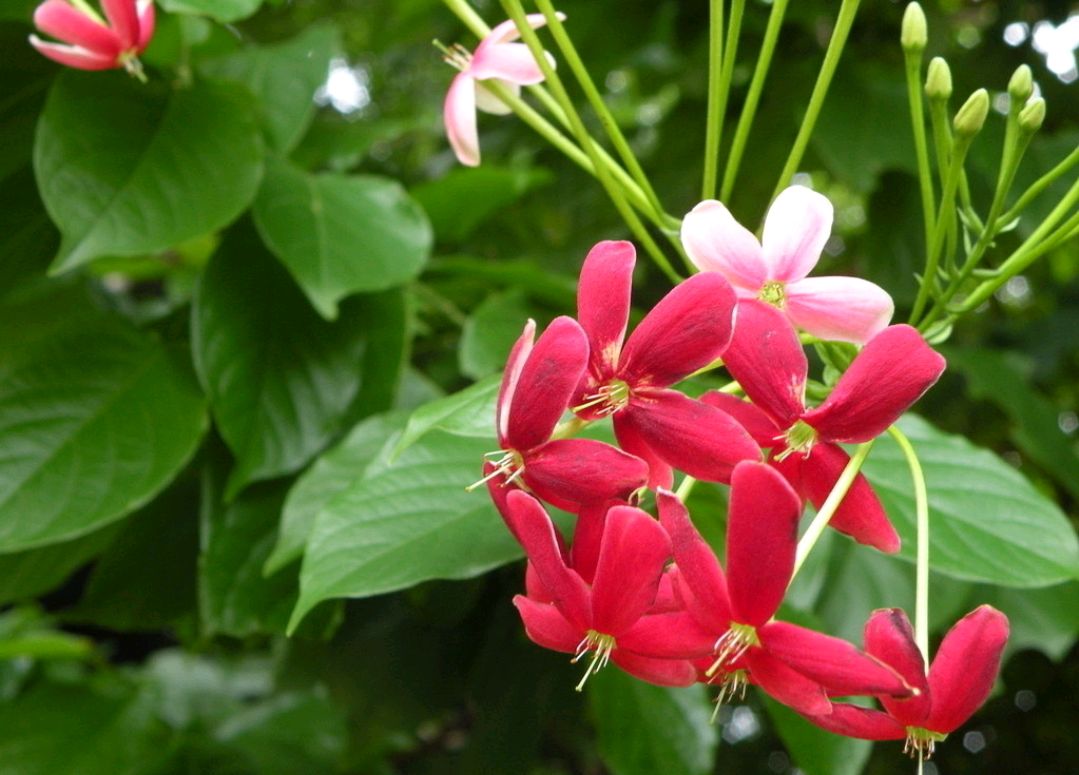 植物花卉品种大全图片（科普100个花卉图鉴）