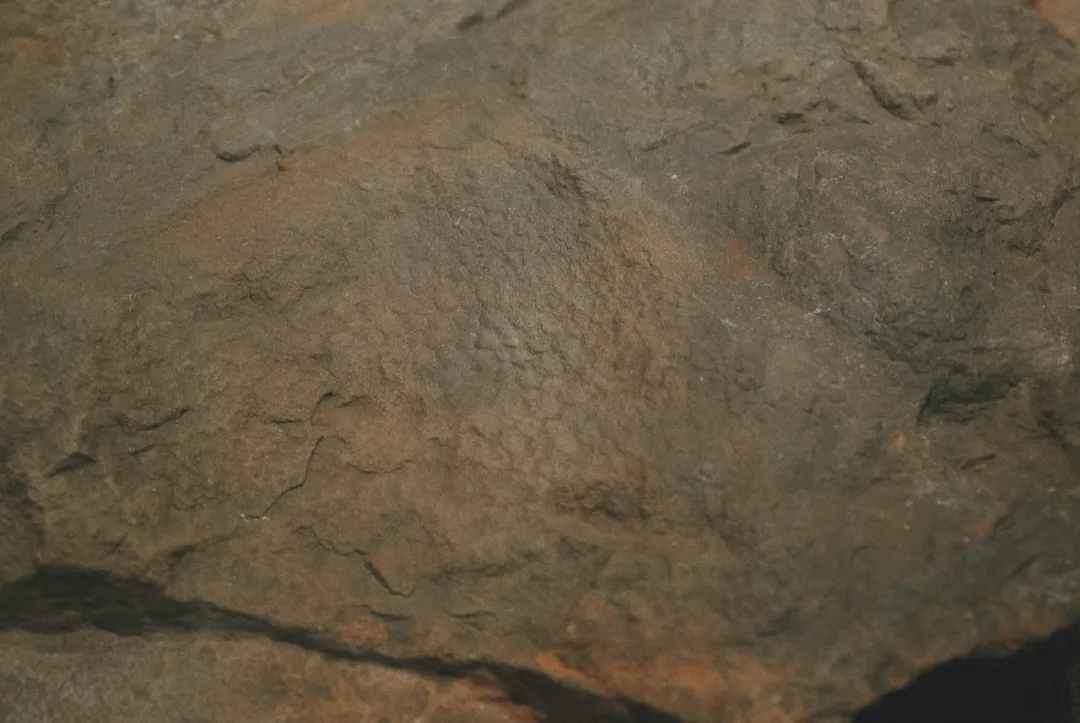 最近超火的盐帮菜之乡让我大开眼界，奇怪的知识又增加了