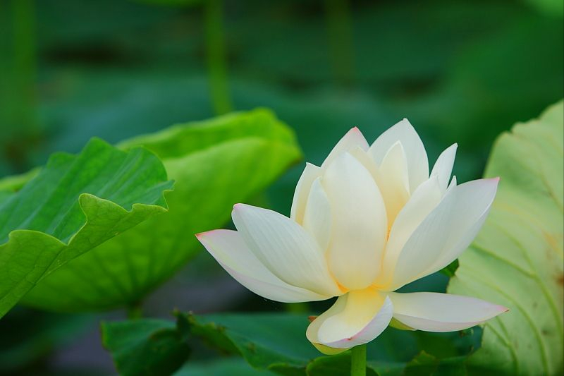 30首唯美荷花诗词，让诗意的荷花给你带来夏日的美好