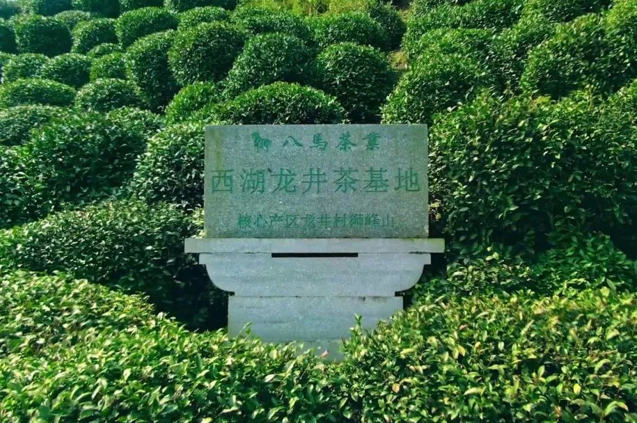 图片[7]-1斤百元与千元的西湖龙井区别在哪？差别挺大 别买错了-起舞食谱网