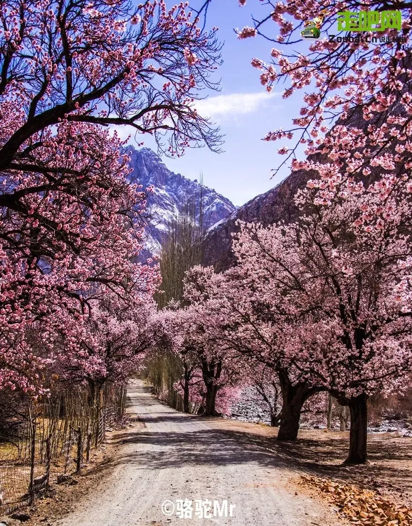 快开啦！这些地方的春景正在悄悄席卷全国，大气又美丽，别错过