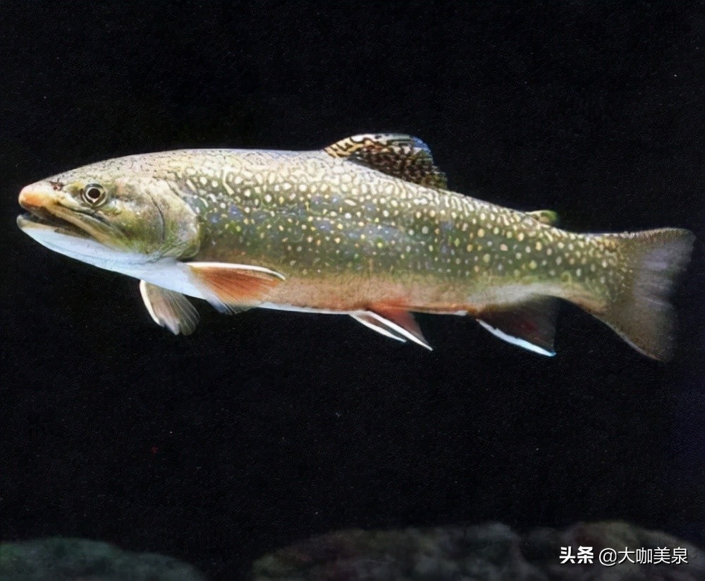 松花江的特产(松花江的特产是什么) - 趣味头条