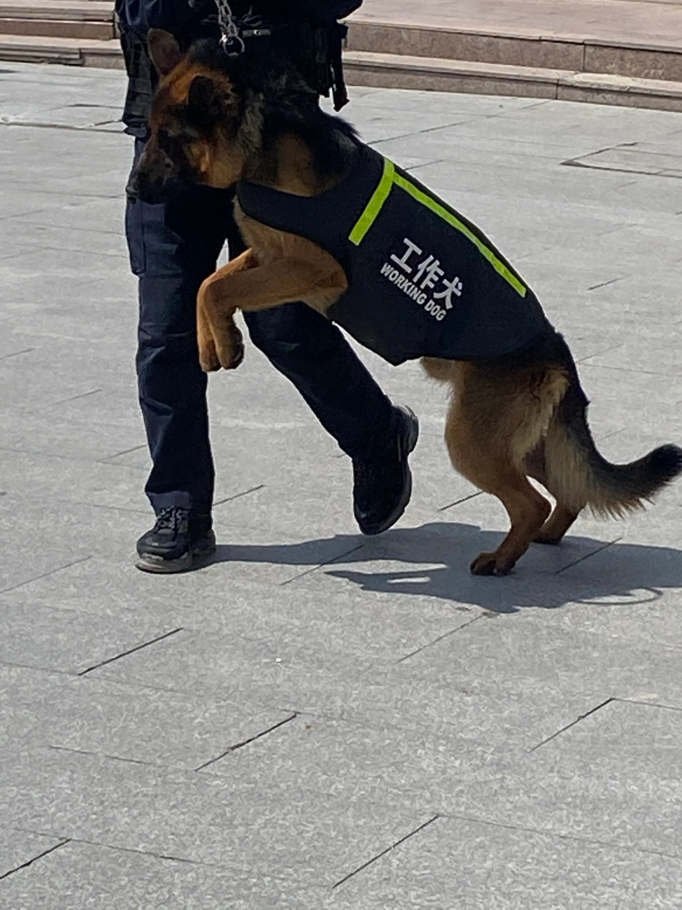 中国没有红绿灯城市(中国没有一个红绿灯的城市)