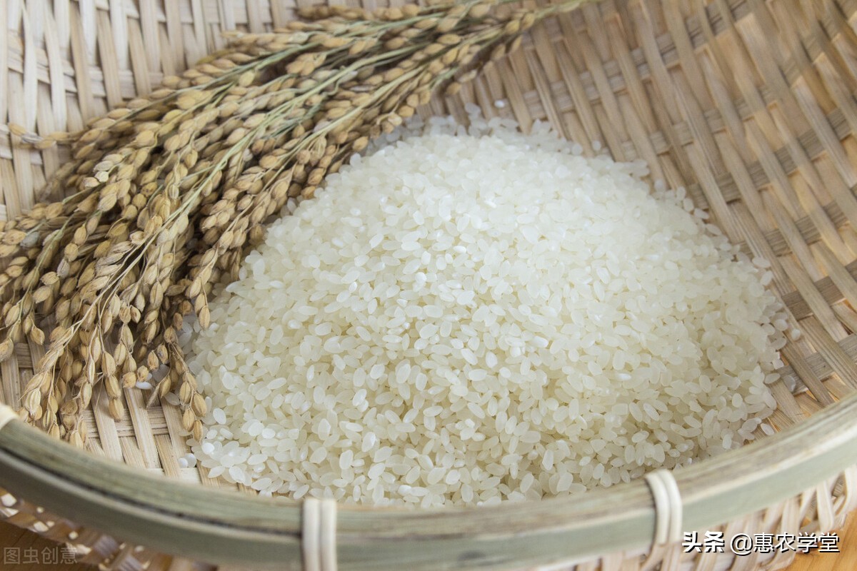 75元/斤,双鸭山市宝清县粳稻谷批发价格1.