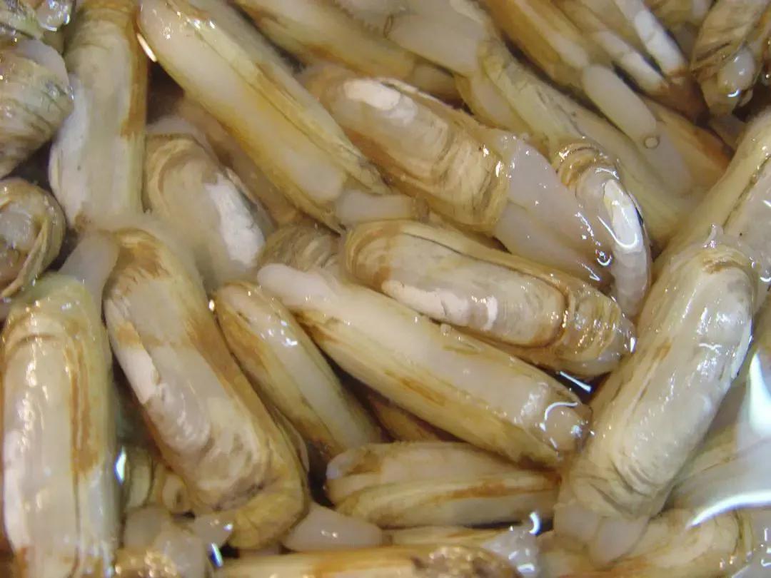 常见海鲜的名称和图片(盘点15种常吃的小海鲜) - 赤虎壹号