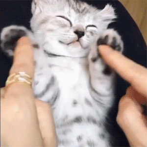 养猫一个月花多少钱？