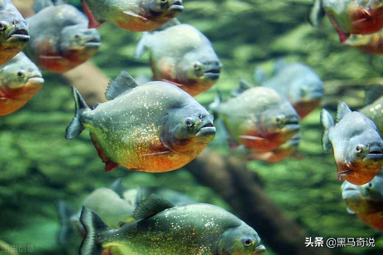 亚马逊河为何是人类的禁区？十大恐怖生物告诉你，食人鱼竟排倒一