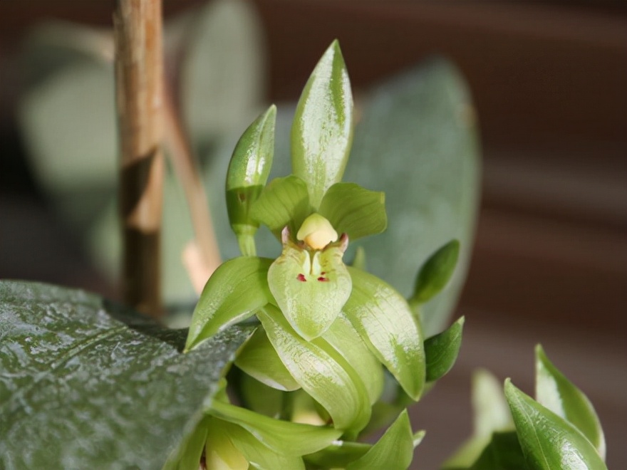 29个兰花品种，名称与图片都在这里了，你还傻傻分不清吗？