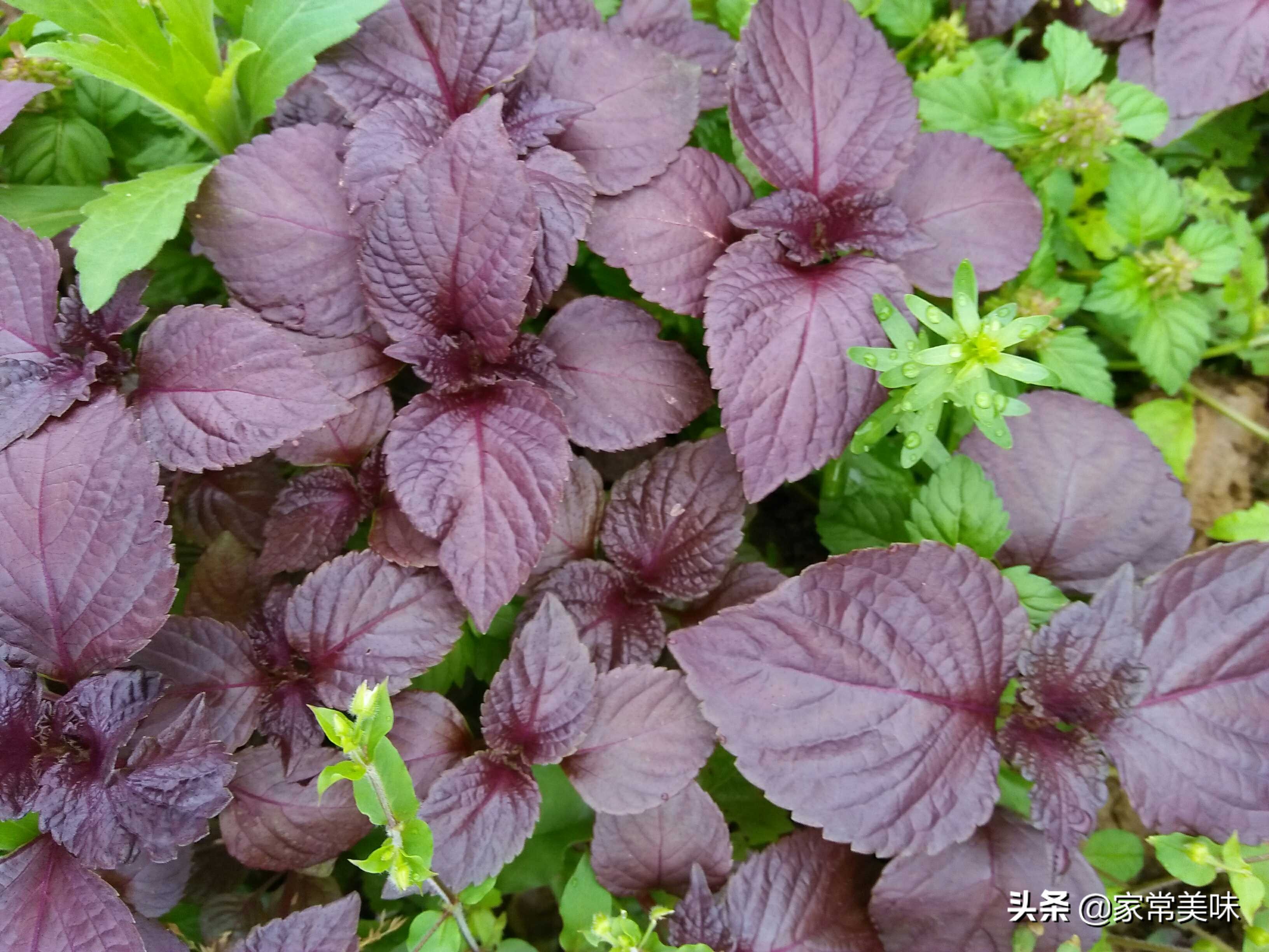 蔊菜图片(农村餐桌最常见的10种野菜) - 赤虎壹号