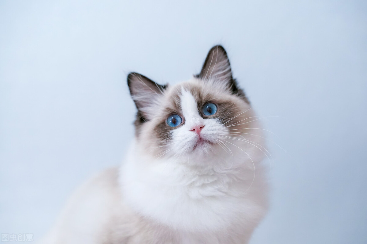 猫界颜值排行榜，究竟谁是猫界的天花板？