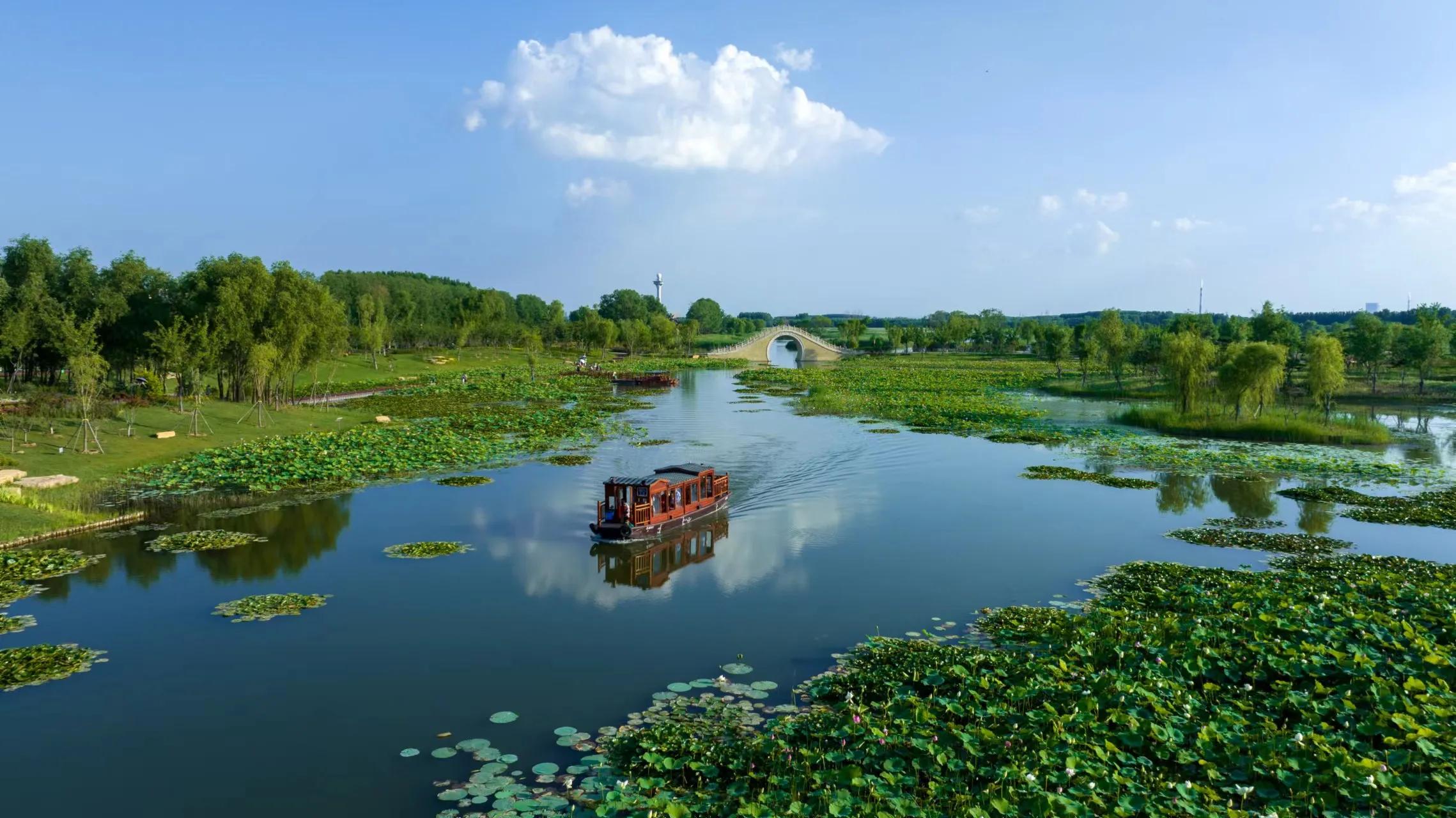 这370亩荷塘位于山西长治漳泽湖国家城市湿地公园,有数十种荷花.