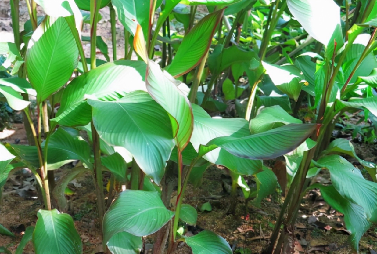 蕉芋粉的功效与作用(人称) - 行就行