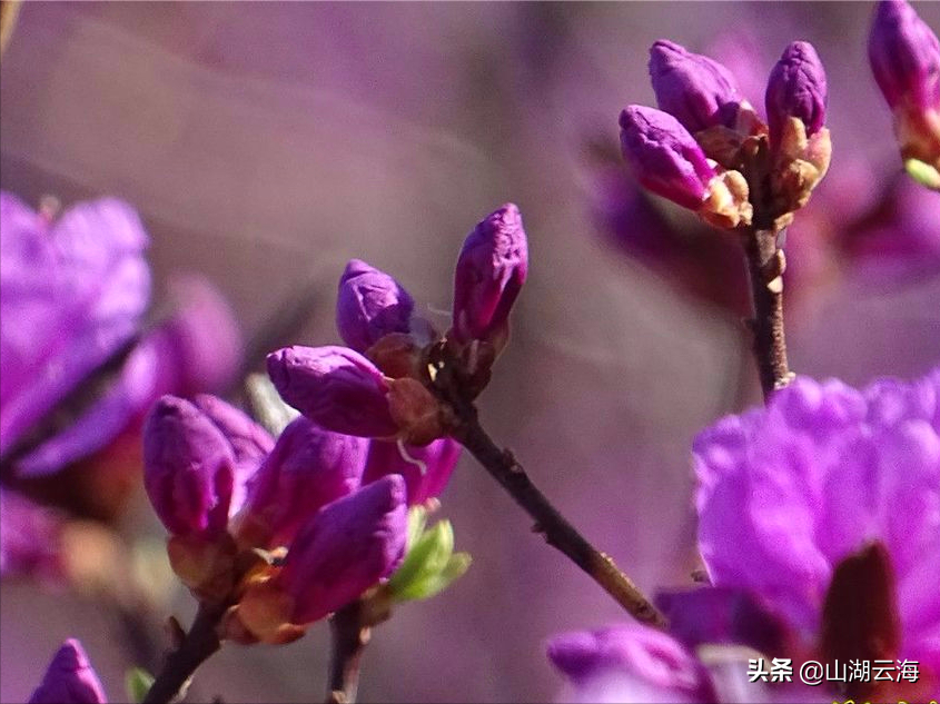 过树穿花踏遍山河，终要与你相遇