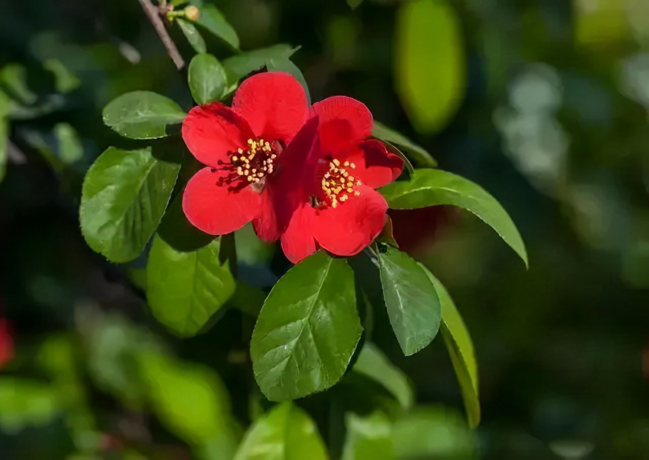 又到了樱梅桃李梨杏海棠……盛开的季节！脸盲吗？看这个