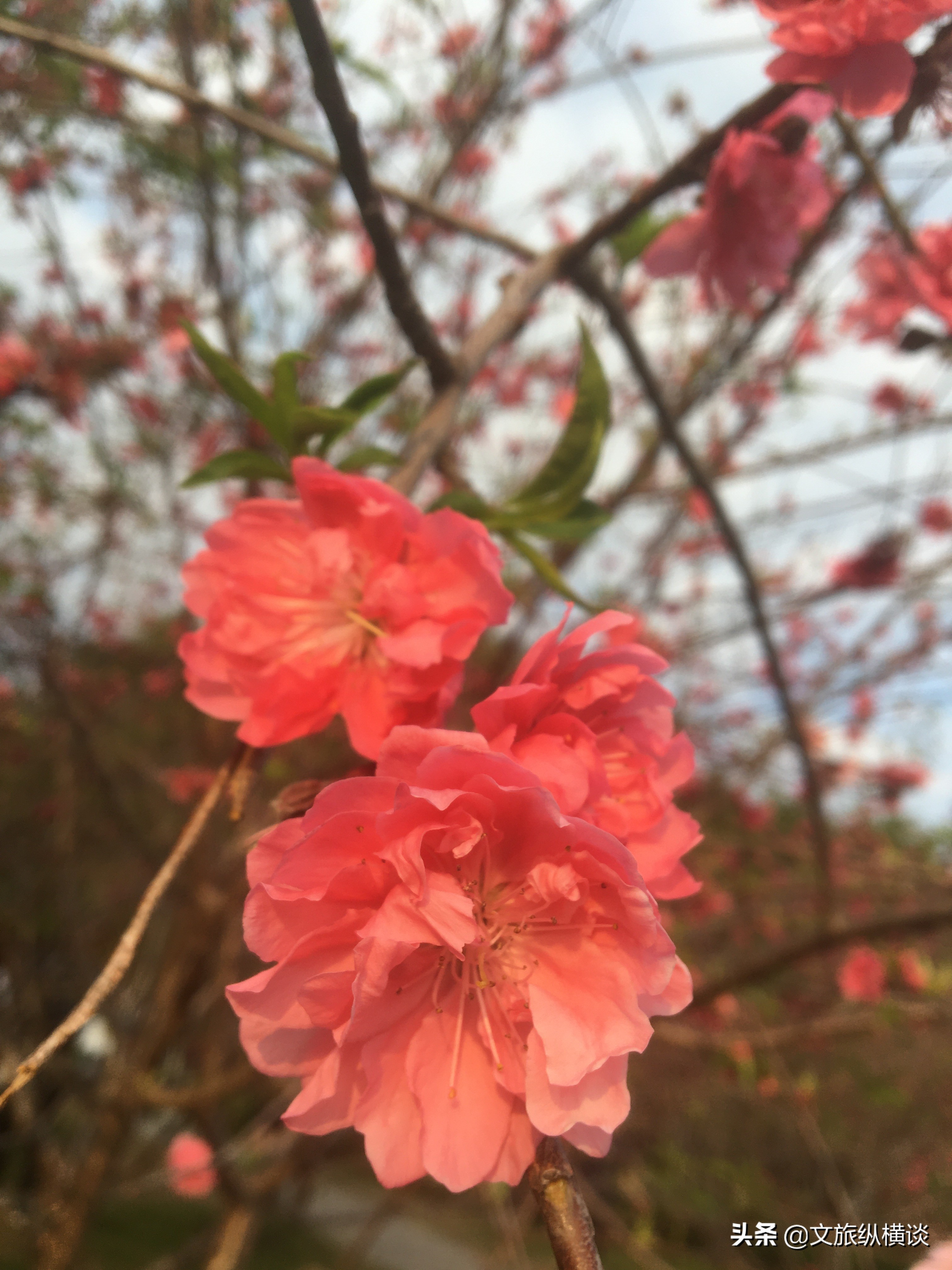 春天里，广州花开叶落，半城花海半城秋