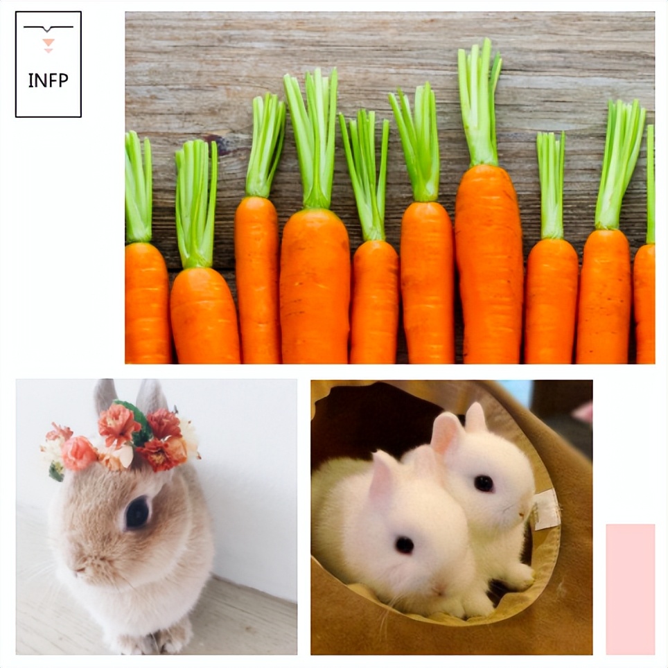 Infp 兔子的敏感与坚韧 天天看点