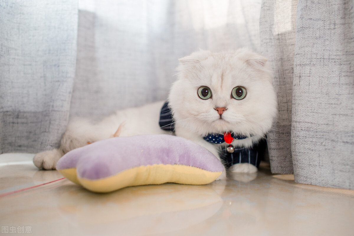尿急尿频尿不尽猫咪膀胱炎的那么可怕吗？