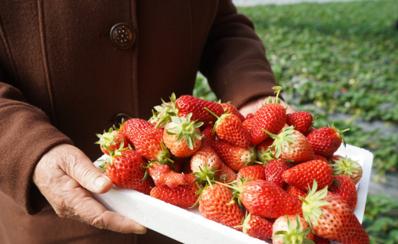 山东学霸小伙：用“高科技”种草莓，为家乡创收7900万，登上国家级表彰名单！