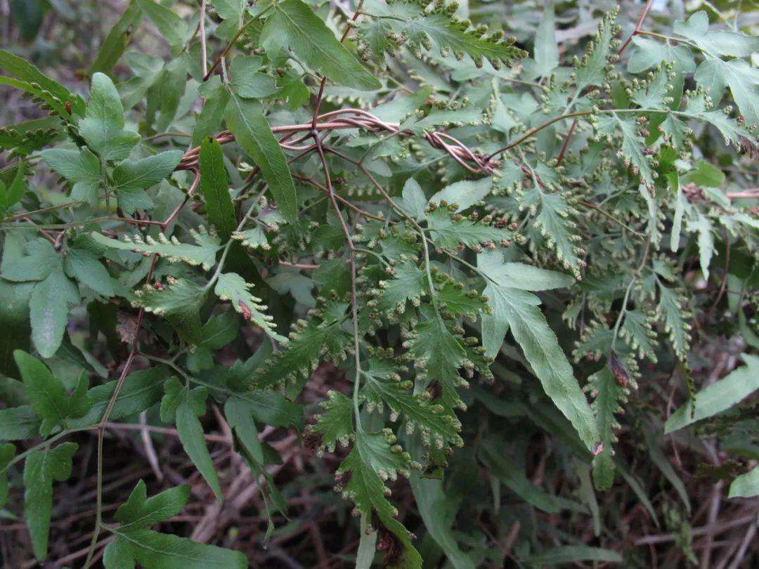 海金沙是一種什麼樣的植物?