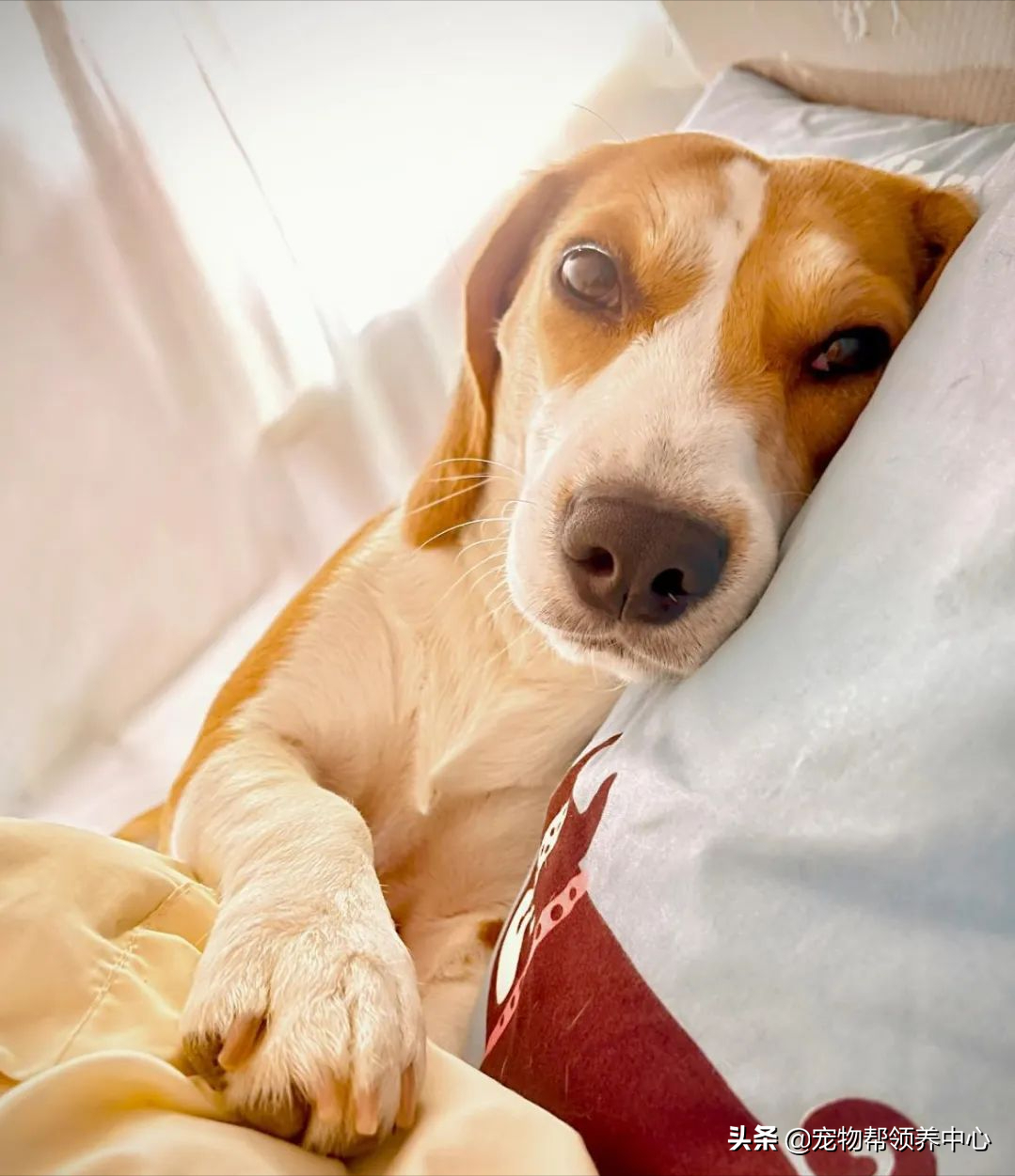 小主人被罚站，狗狗立马丢下玩具陪着挨骂，还用笑容化解矛盾