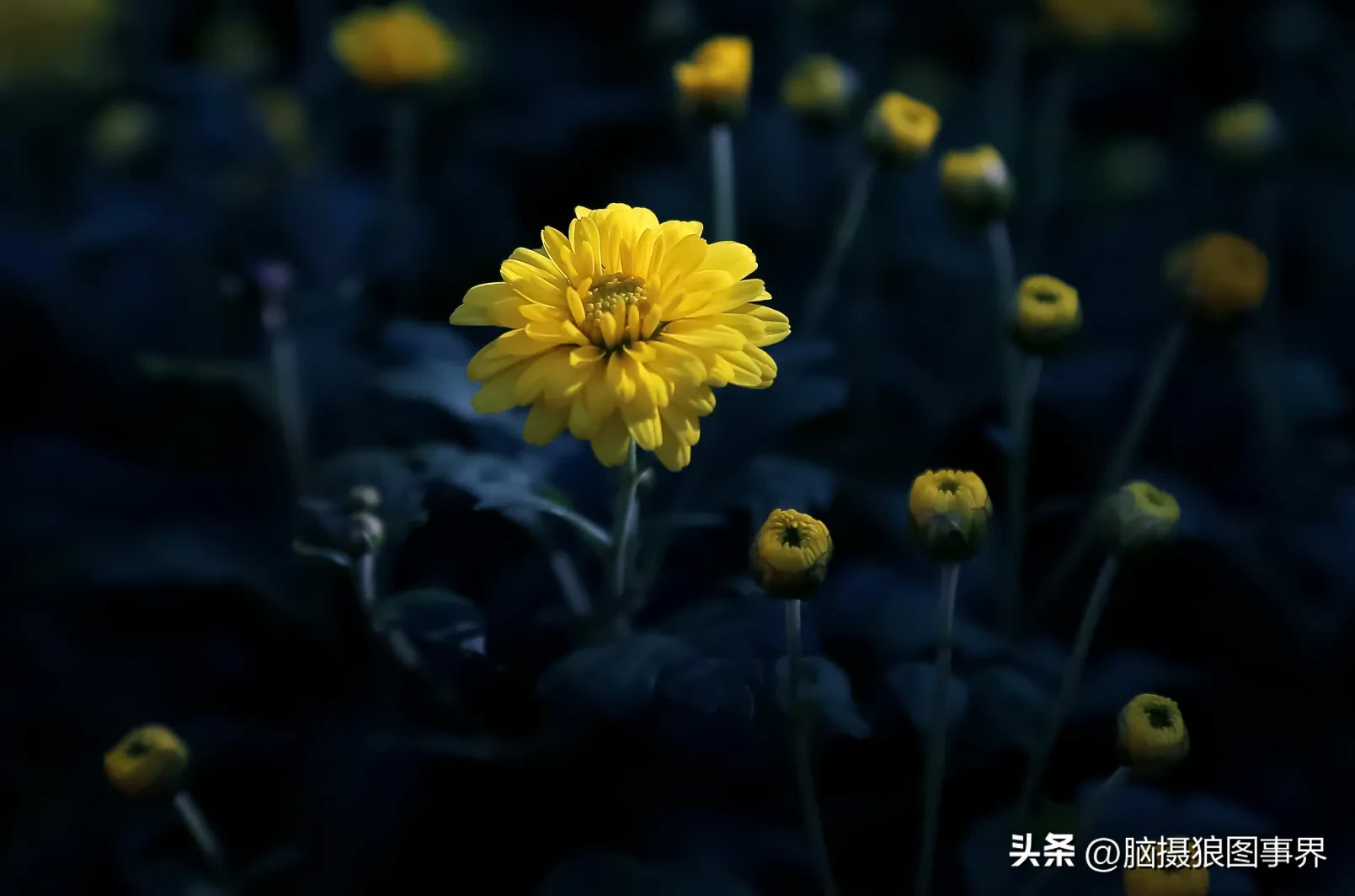 7个拍摄菊花的方法，拍出立体感和通透感，让照片的视感更高级，这些方法