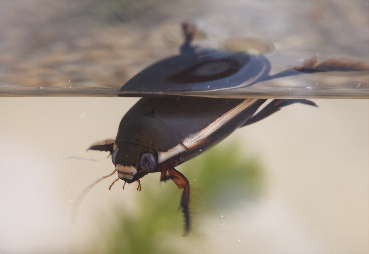 武汉发生"龙虱"泛滥,广东却卖到400一斤,龙虱真的能吃吗?