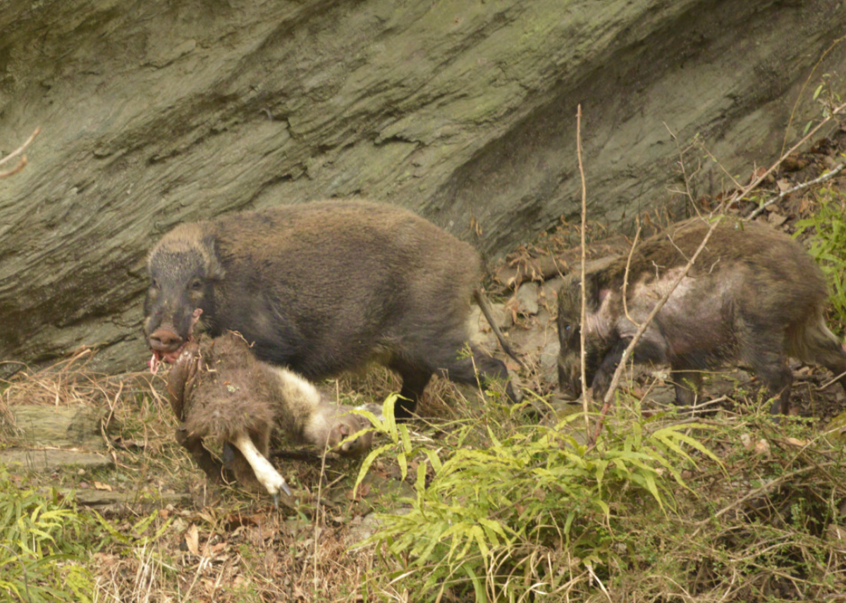 保护21年！野猪或不再是三有野生动物，但未必是好事情，为什么？