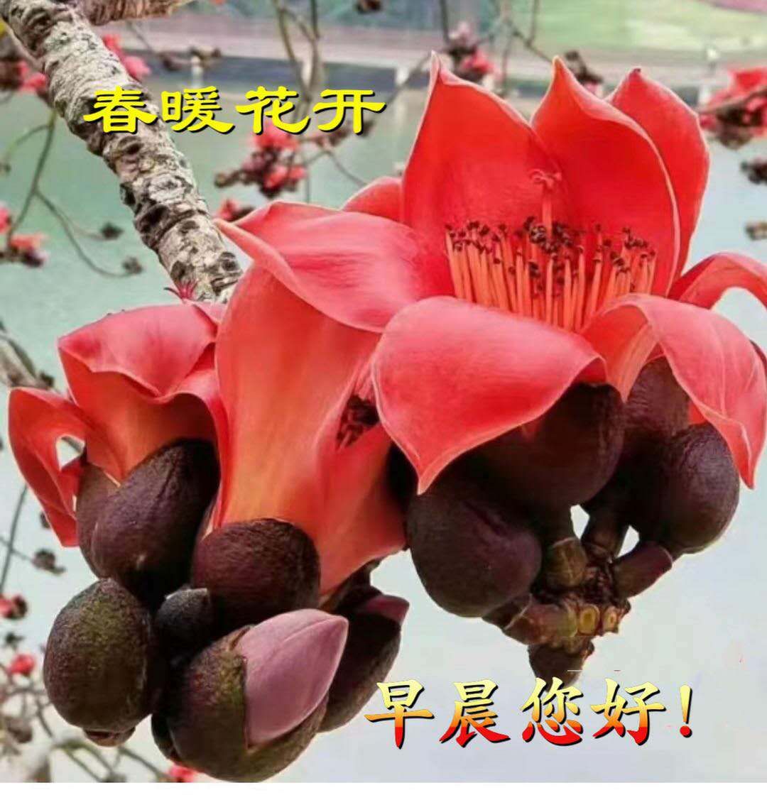 非常漂亮的早上好问候表情动图 美丽好心情、知足常乐图片