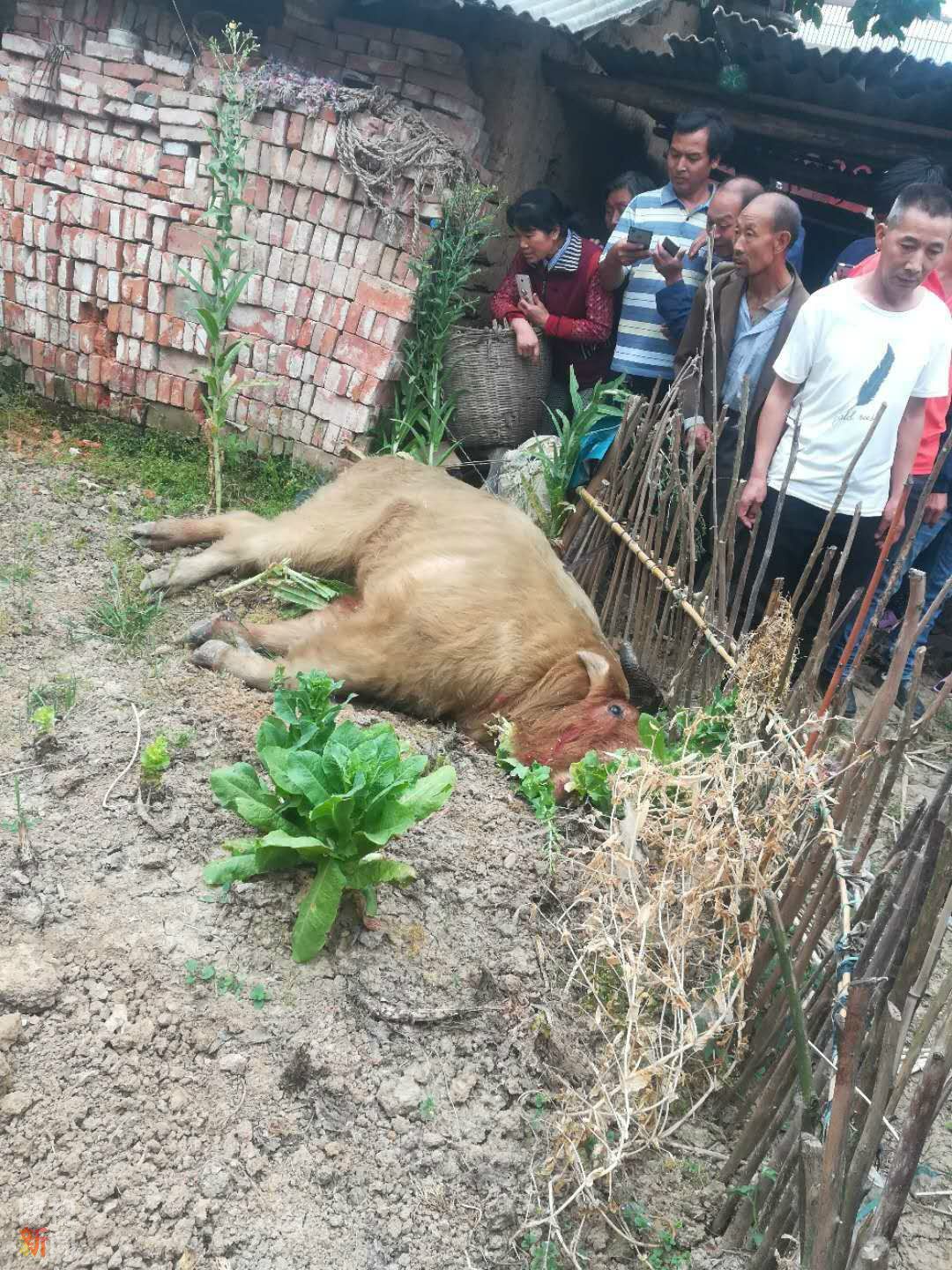 国宝“六不像”被困工厂泡菜池，性格暴躁，喜欢舔盐，曾顶翻多人