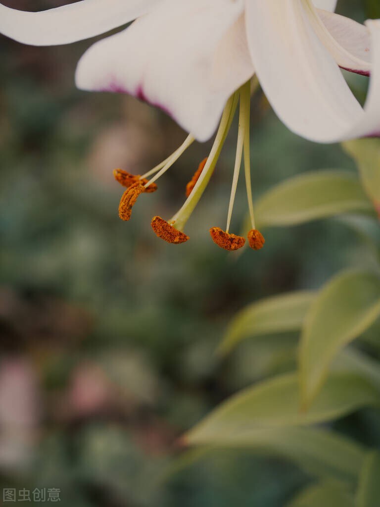 总有一段情，恰逢花期，爱到荼蘼，唯美了整个曾经