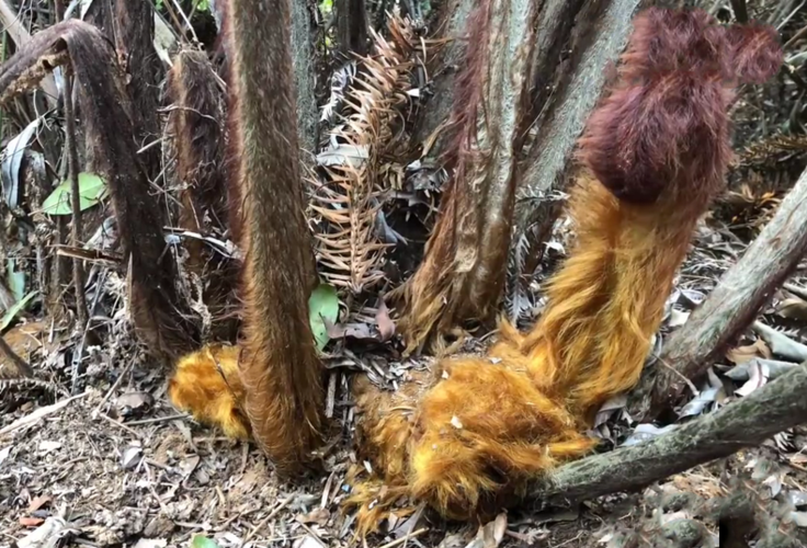 蕨类植物门》;这个名称与它的根状茎和叶柄基部有伏地金色毛茸有关