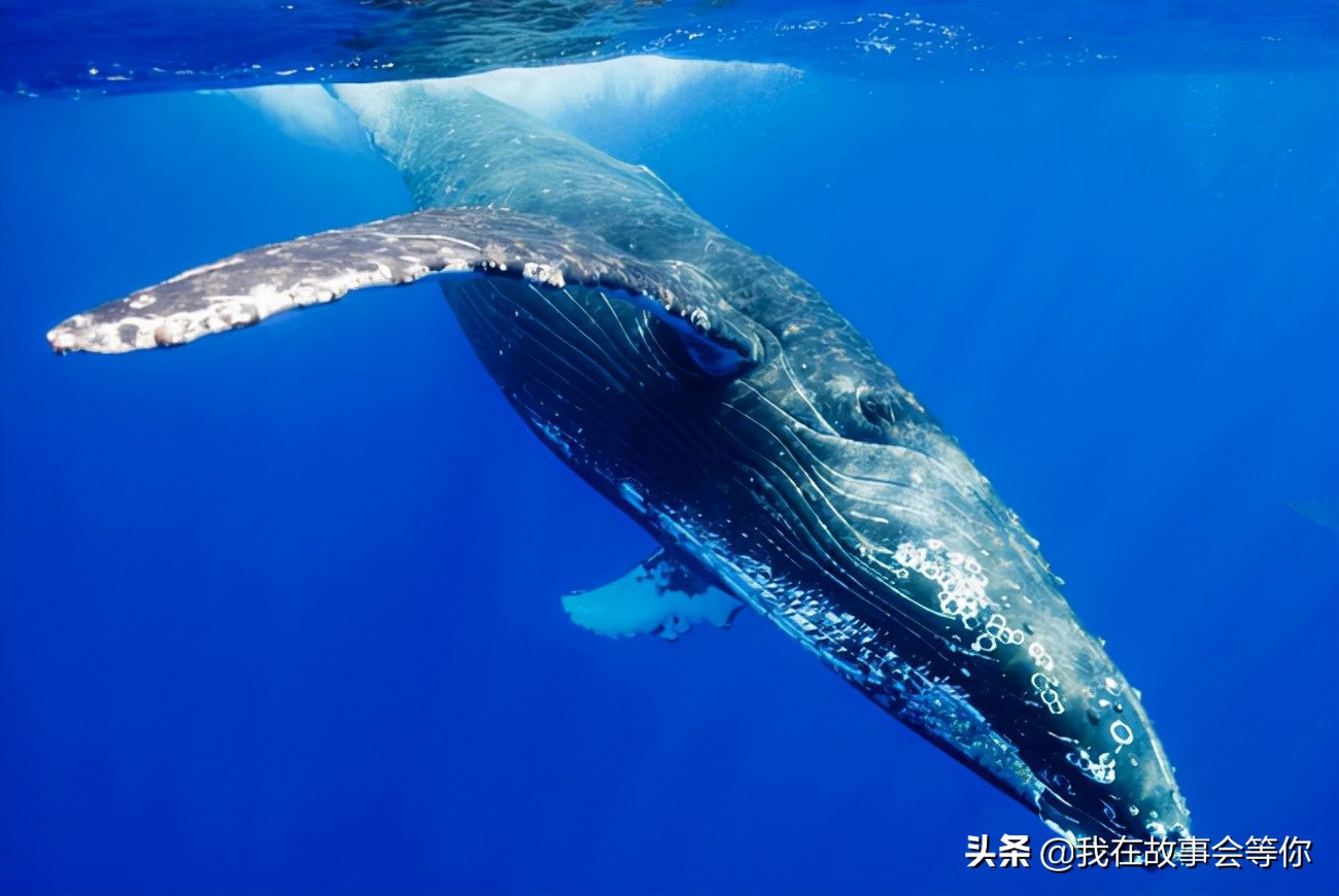 他是号称世界上最大的鲸鱼，你知道长多少米？重多少吨吗？