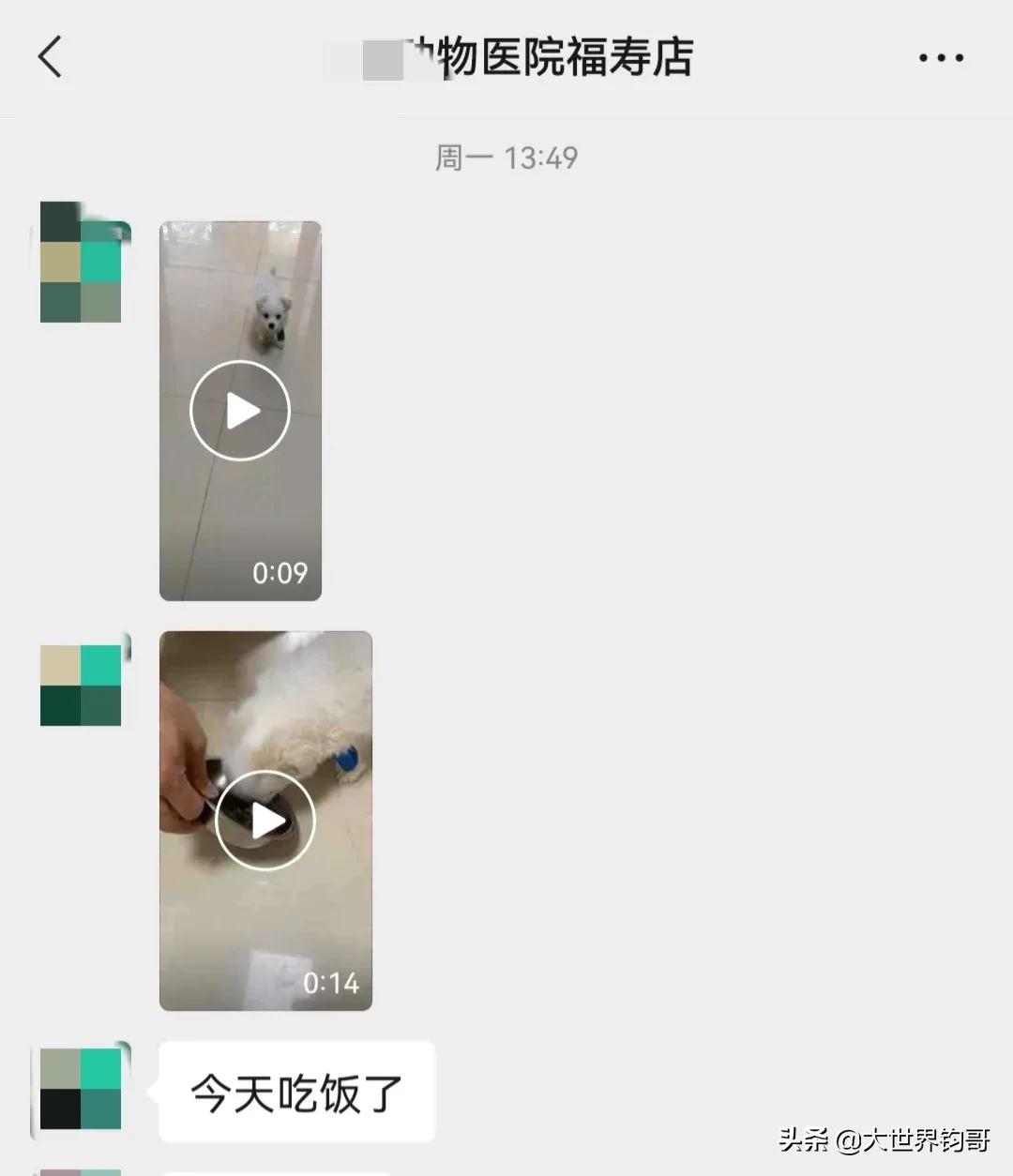 我家狗狗幼犬從得細小到康復的驚險親身經歷