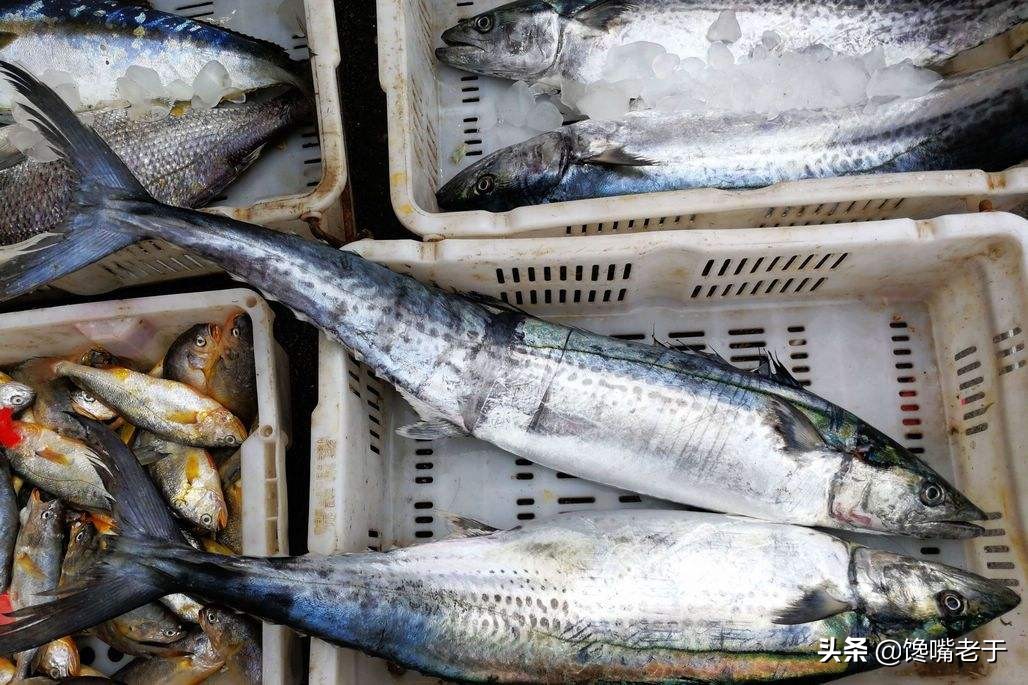 買鲅魚 大眼睛和小眼睛差別很大 牢記3買3不買 鲅魚新鮮味道正 天天看點
