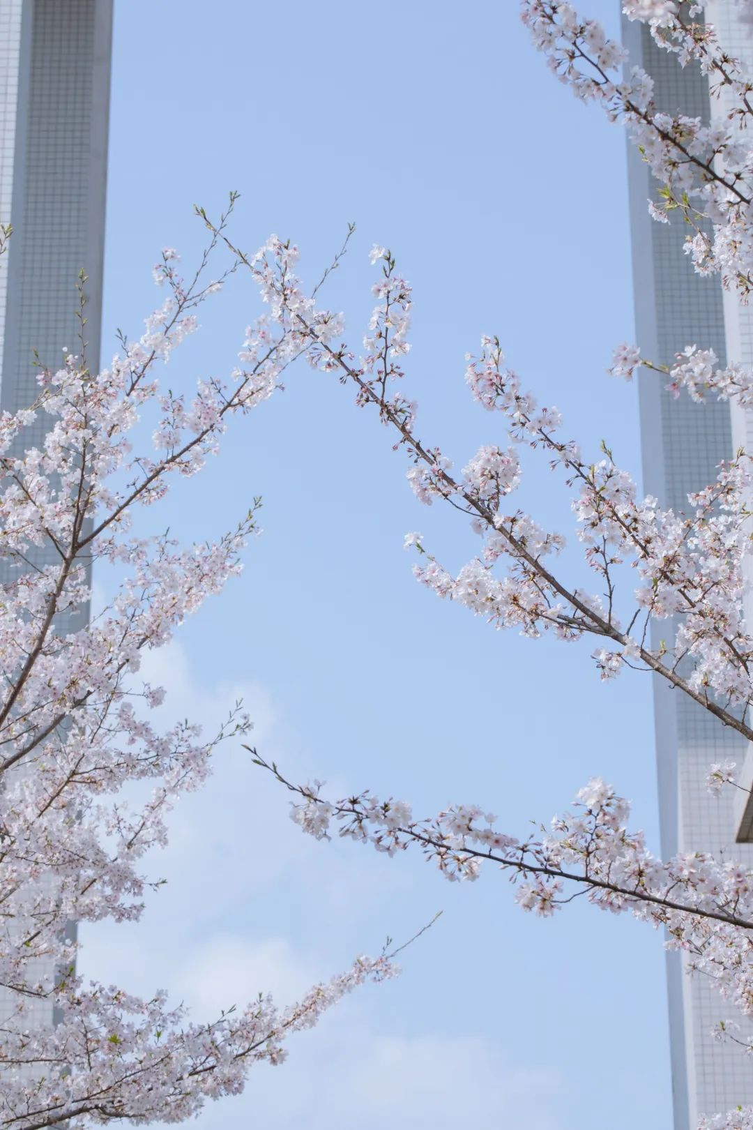 浙大樱雨，许你浪漫春光！每一张都可以做壁纸