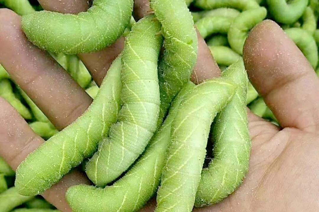 芝麻虫图片(只要人勤劳) - 赤虎壹号