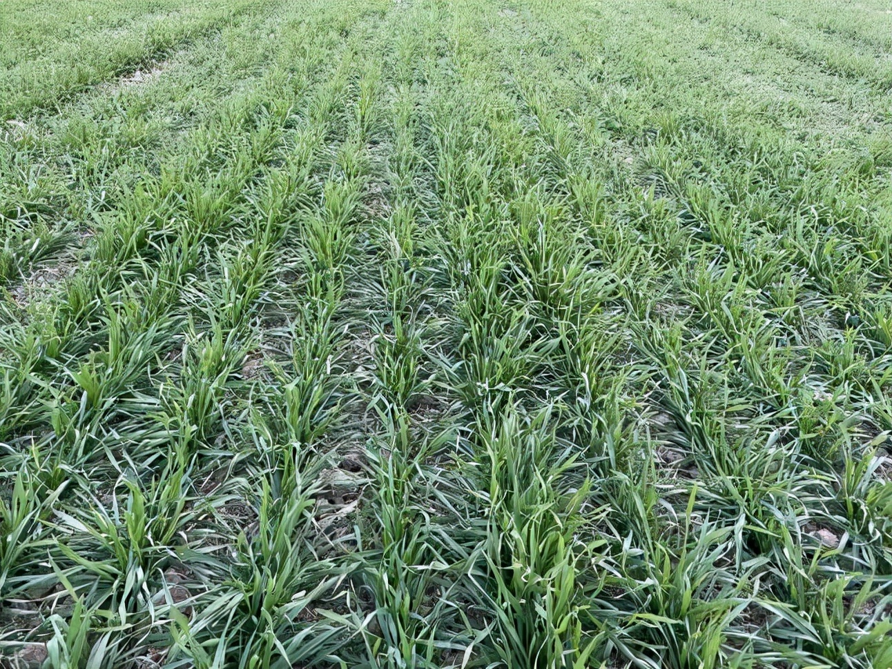 近期小麦幼苗冻害发生特点及管理措施
