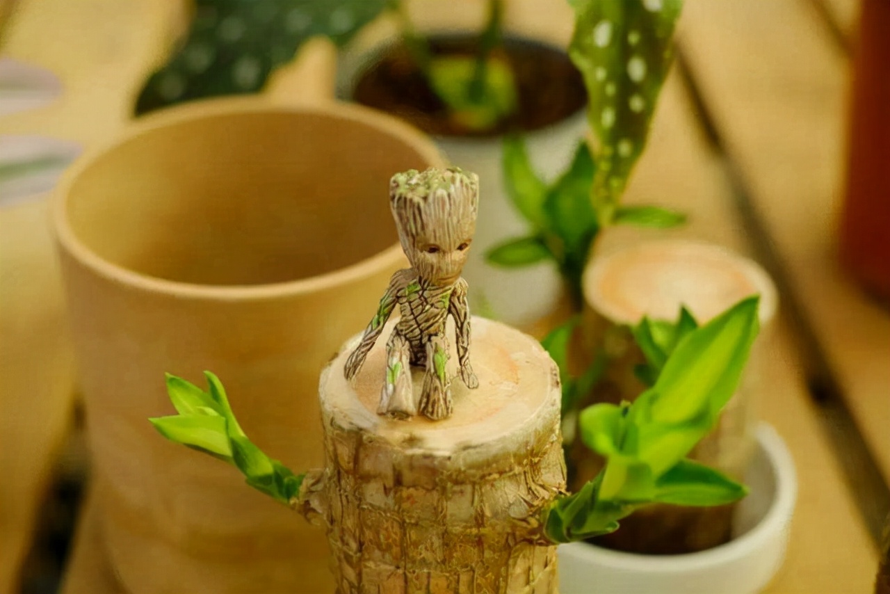 20種常見花卉綠植的習性分享，在家居環(huán)境中，也能把它們養(yǎng)出彩