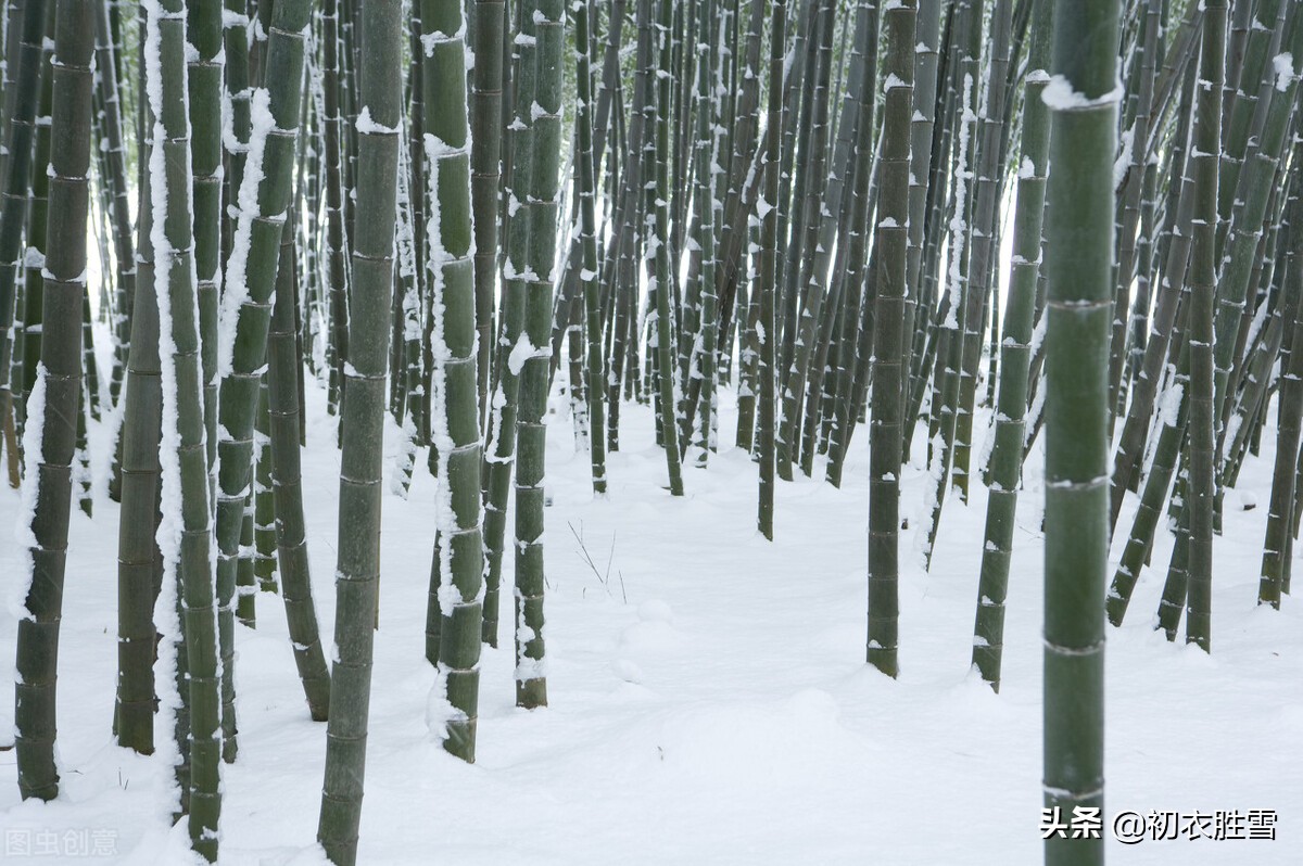 大寒节气松竹梅古诗六首：大寒松竹更萧骚，雪后大寒见老松