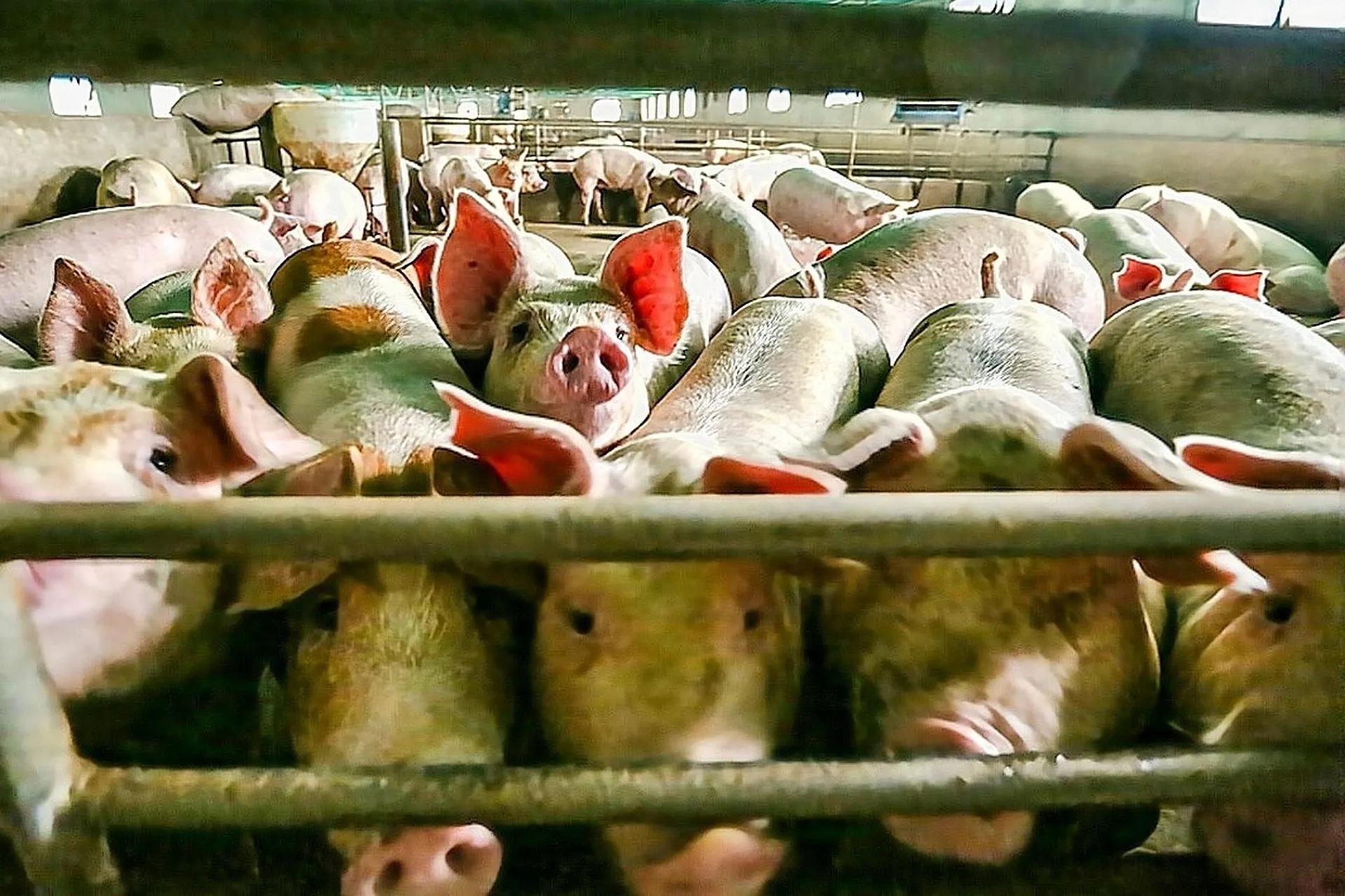 想养猪又怕遭遇“寒冬”，怎么办？老农：用合同养殖模式比较靠谱