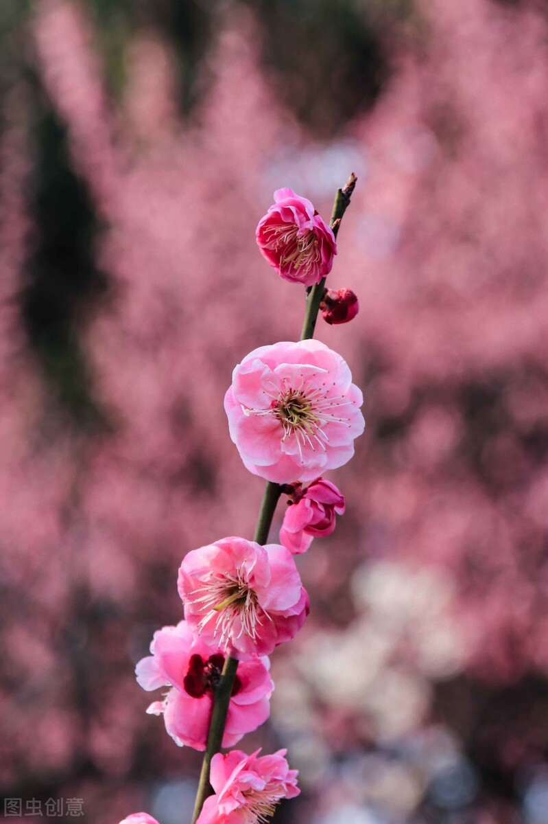 春暖花开，愿你有个好心情