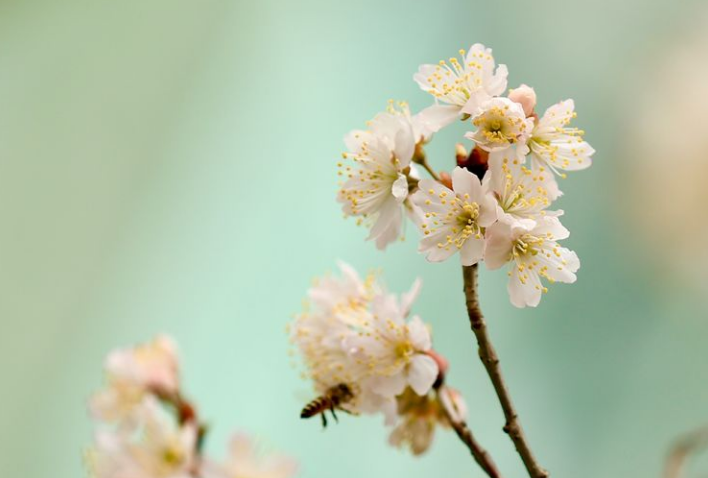 「诗词鉴赏」春有约 花不误，樱桃花竞相绽放，不负好春光