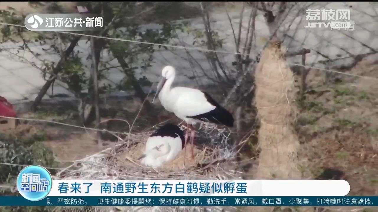 春天来了 南通野生东方白鹳疑似孵蛋