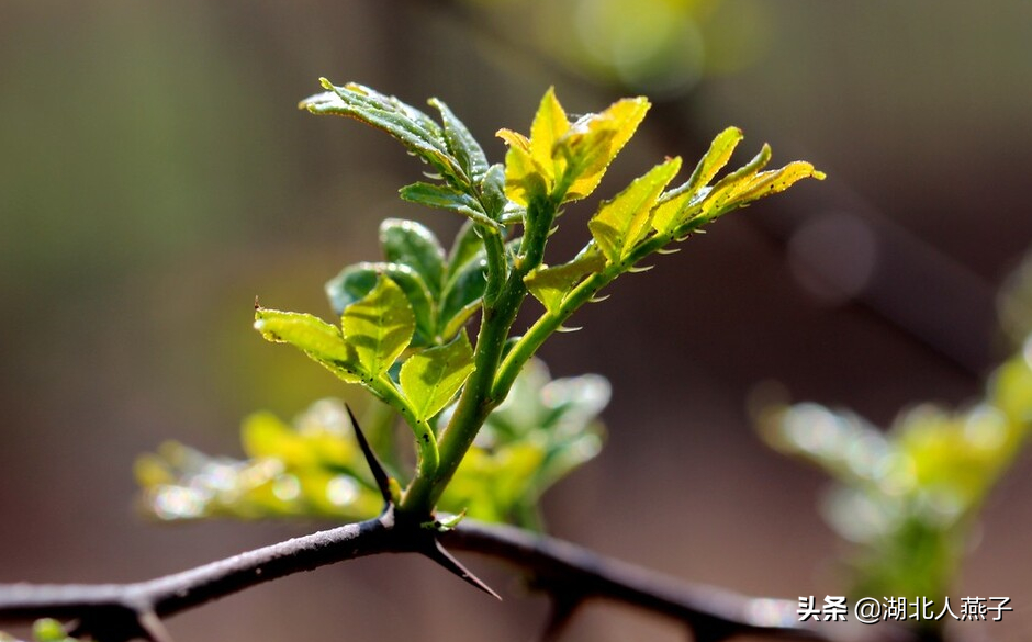 夏季摘野菜，送你61种野菜大图鉴，让你轻松认识各种野菜和吃法