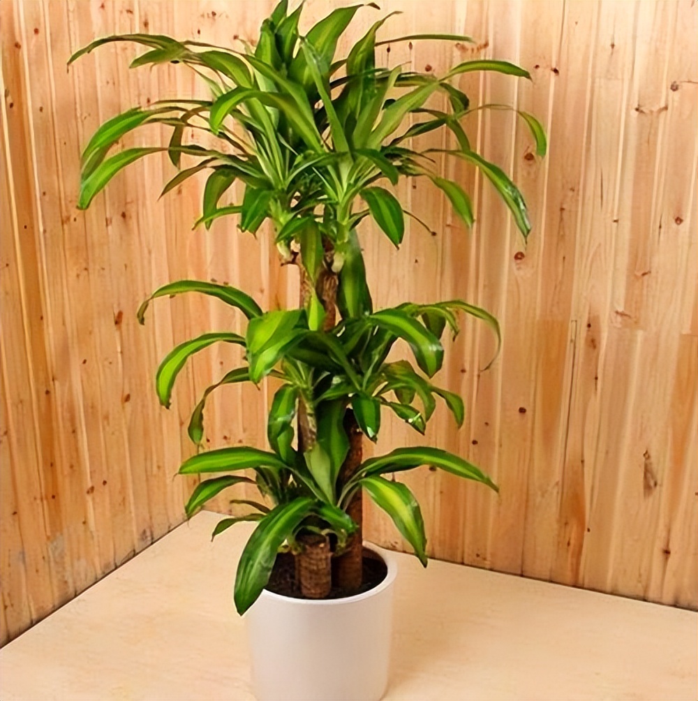 巴西木怎么样(巴西木养护过程需要注意什么)