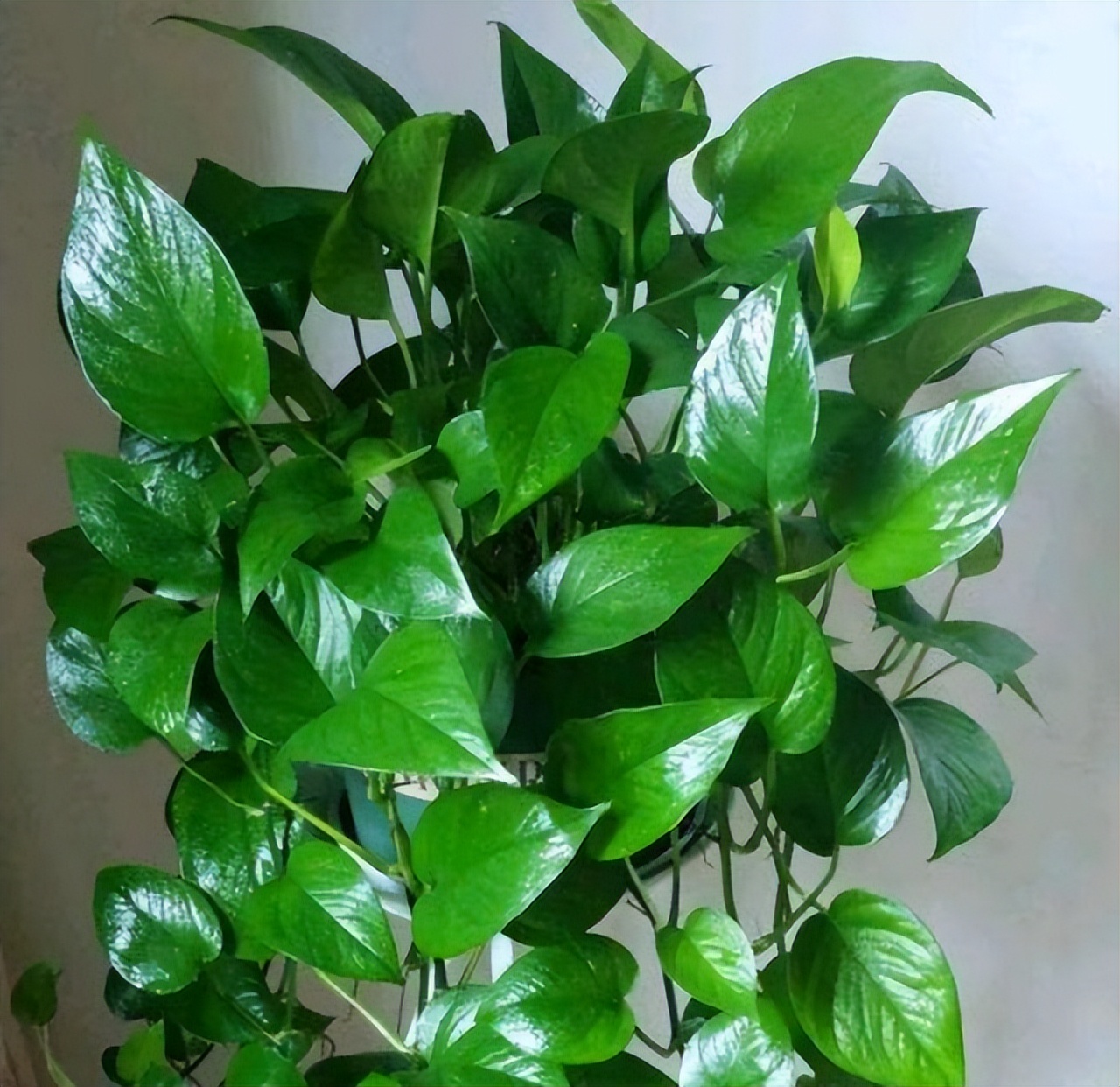 "一棵绿萝七个鬼",老祖宗传下来的"顺口溜",真的有道理吗